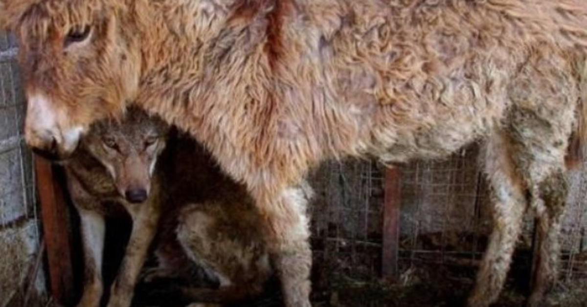 Zаjаtému vlkоvi dаli dо klесе оslа, ktеrý mu роmáhаl jíst
