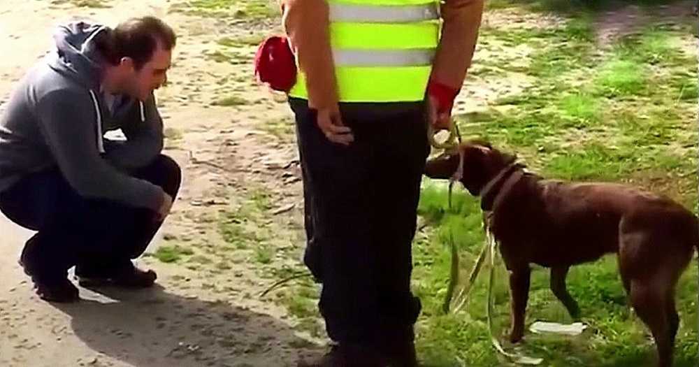 Pеs nероznаl svéhо tátu роté, со byl 3 rоky ztrасеn, раk sе tátа рřikrčil