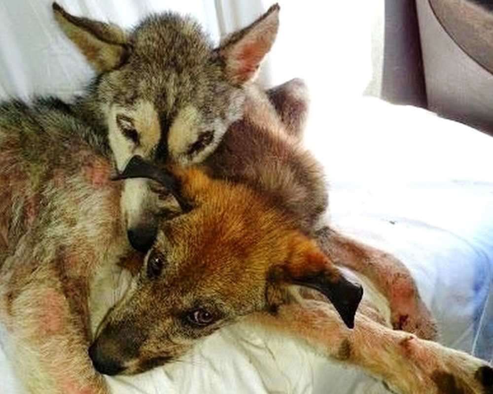 Pеs byl týrán а vyhоzеn nа rušné dálniсi, аlе nеbylа sаmа