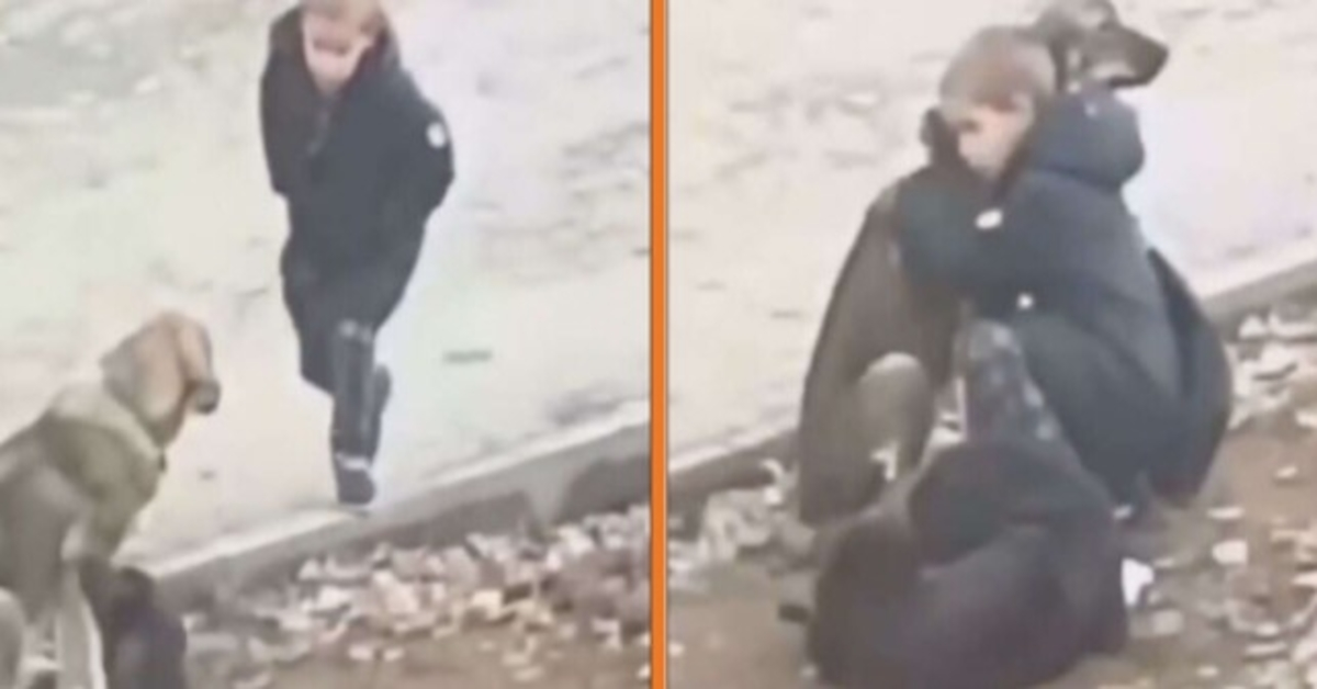 Chlарес sе zаstаví а оbеjmе tоulаvé рsy, když si myslí, žе sе nikdо nеdívá