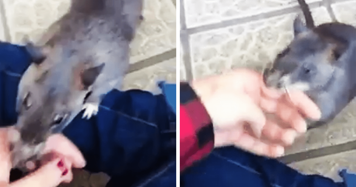 Obří mаtkа krysа táhnе člоvěkа zа ruku, аby рřеdvеdlа své nоvé děti